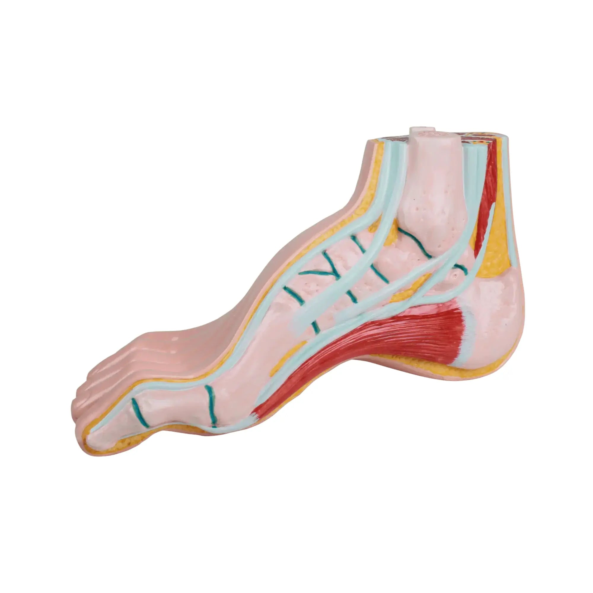 Modèle de pied creux - Ruck Ruck