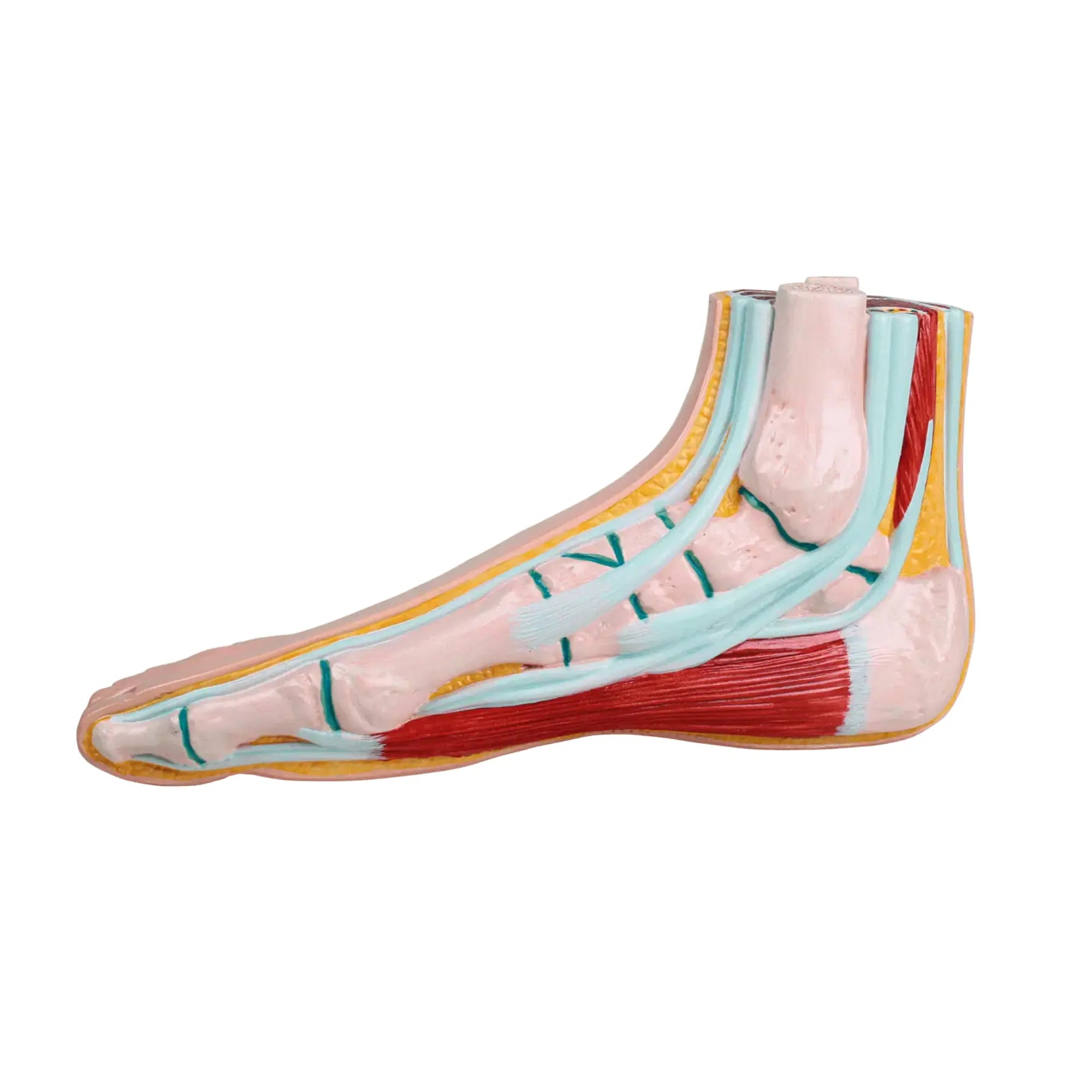 Modèle de pied physiologique - Ruck Ruck