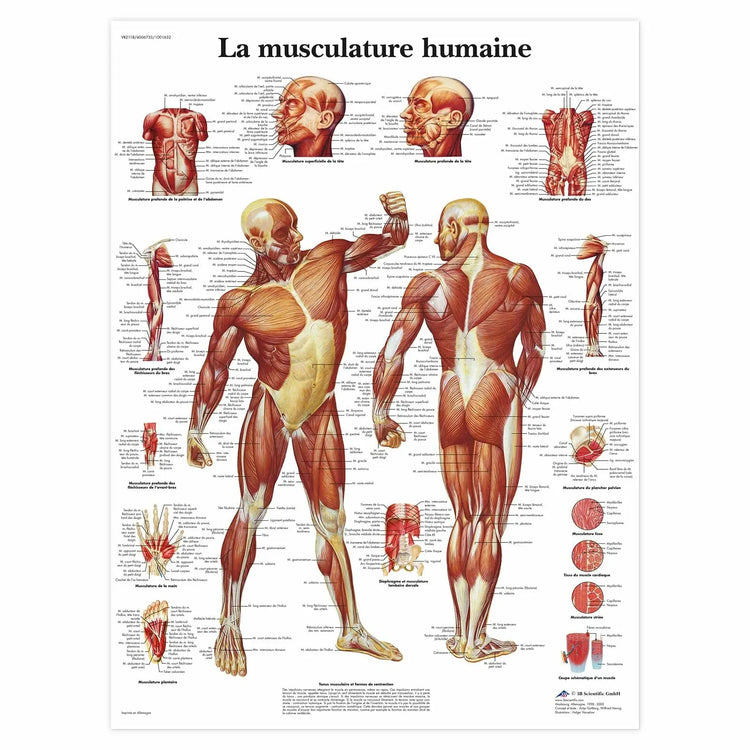 Planche anatomique - La musculature - Anatomie et pathologie 3B Scientific