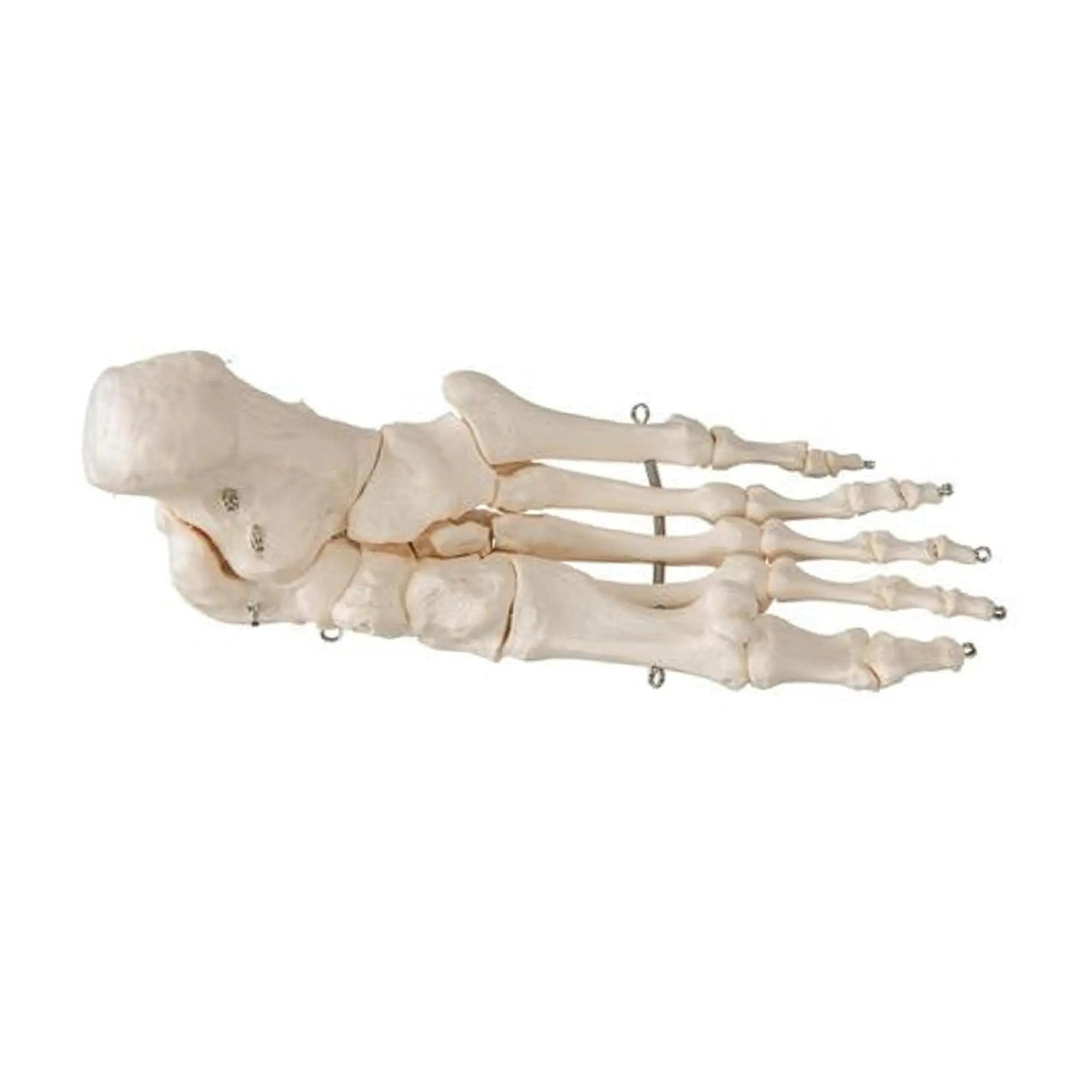 Squelette du pied sur fil de fer 3B Scientific