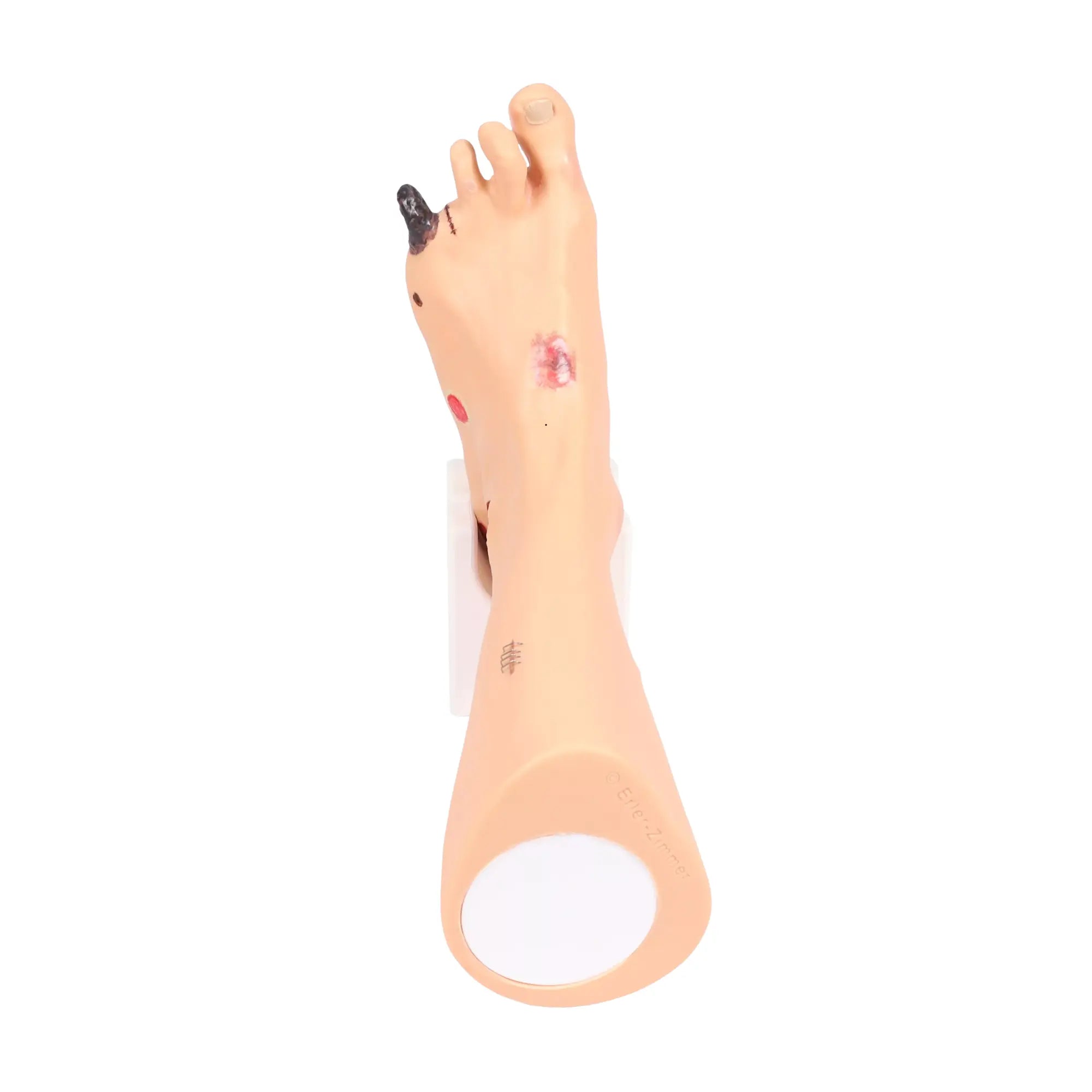 Modèle de pied avec plaies - Anatomie et pathologie My Podologie 