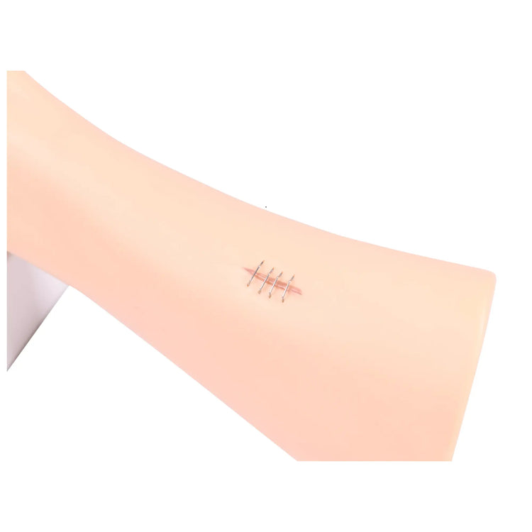 Foot model with wounds - Anatomy and pathology My Podiatry 