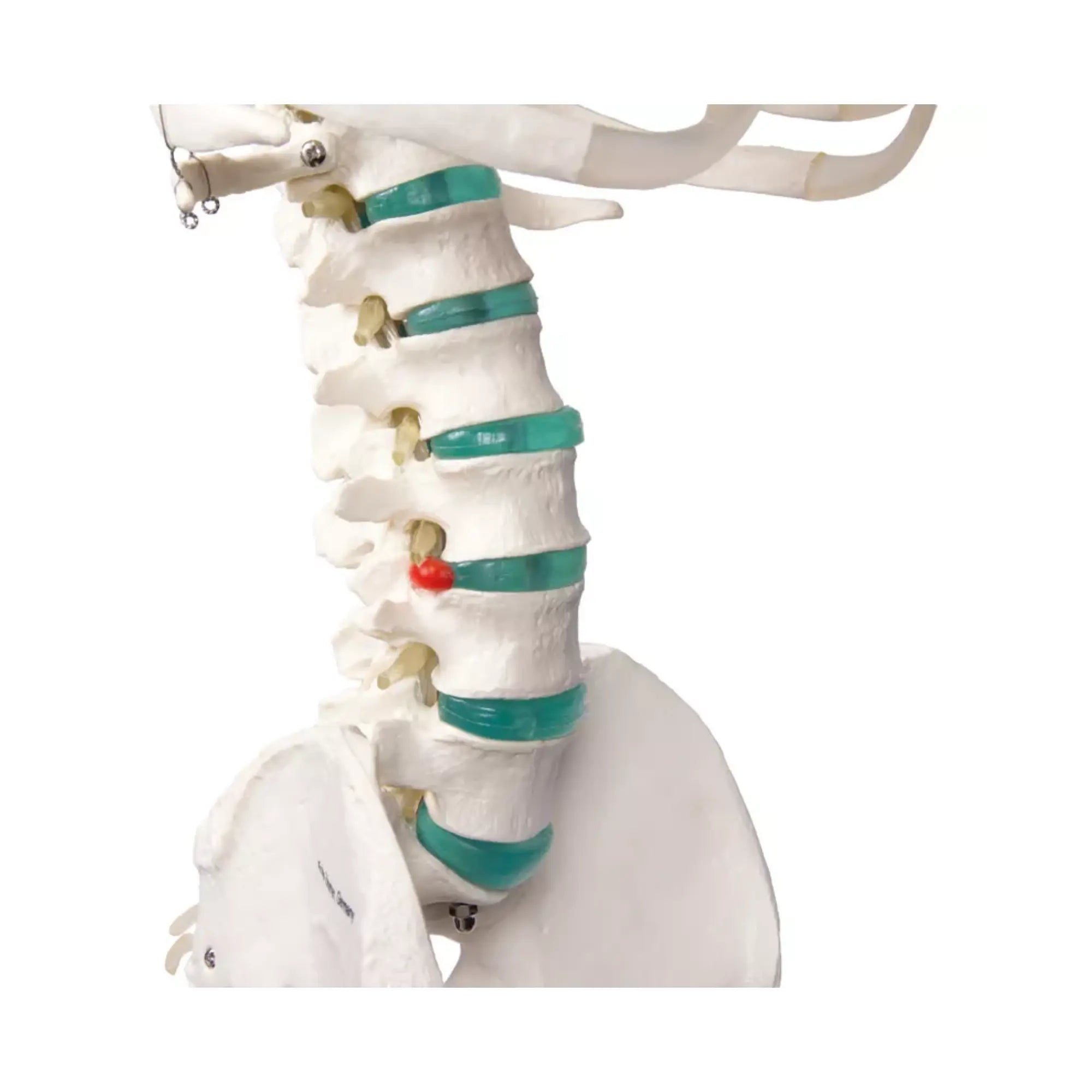 Squelette corps humain 1m78 Oscar Ruck 