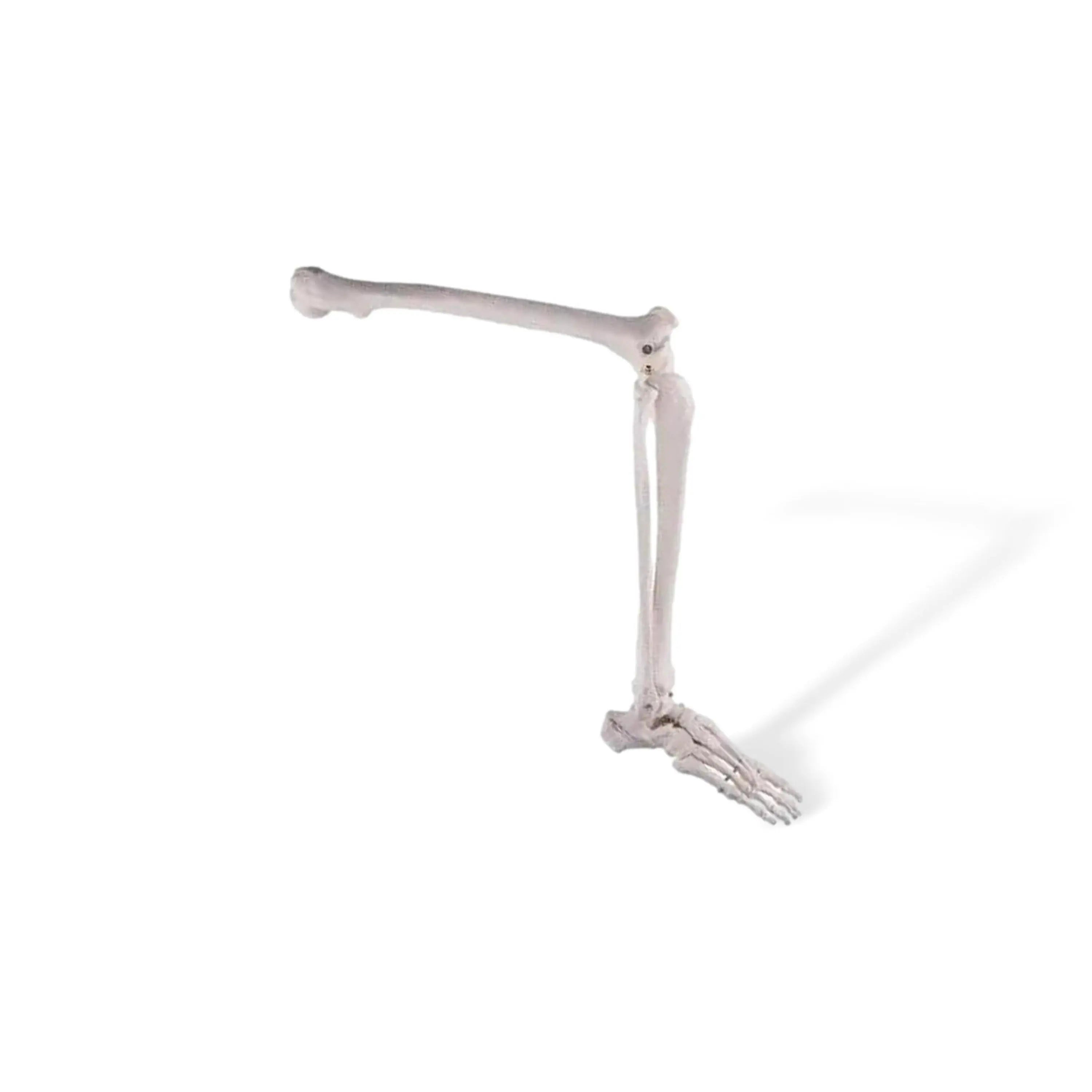 Squelette de jambe avec pied - My Podologie