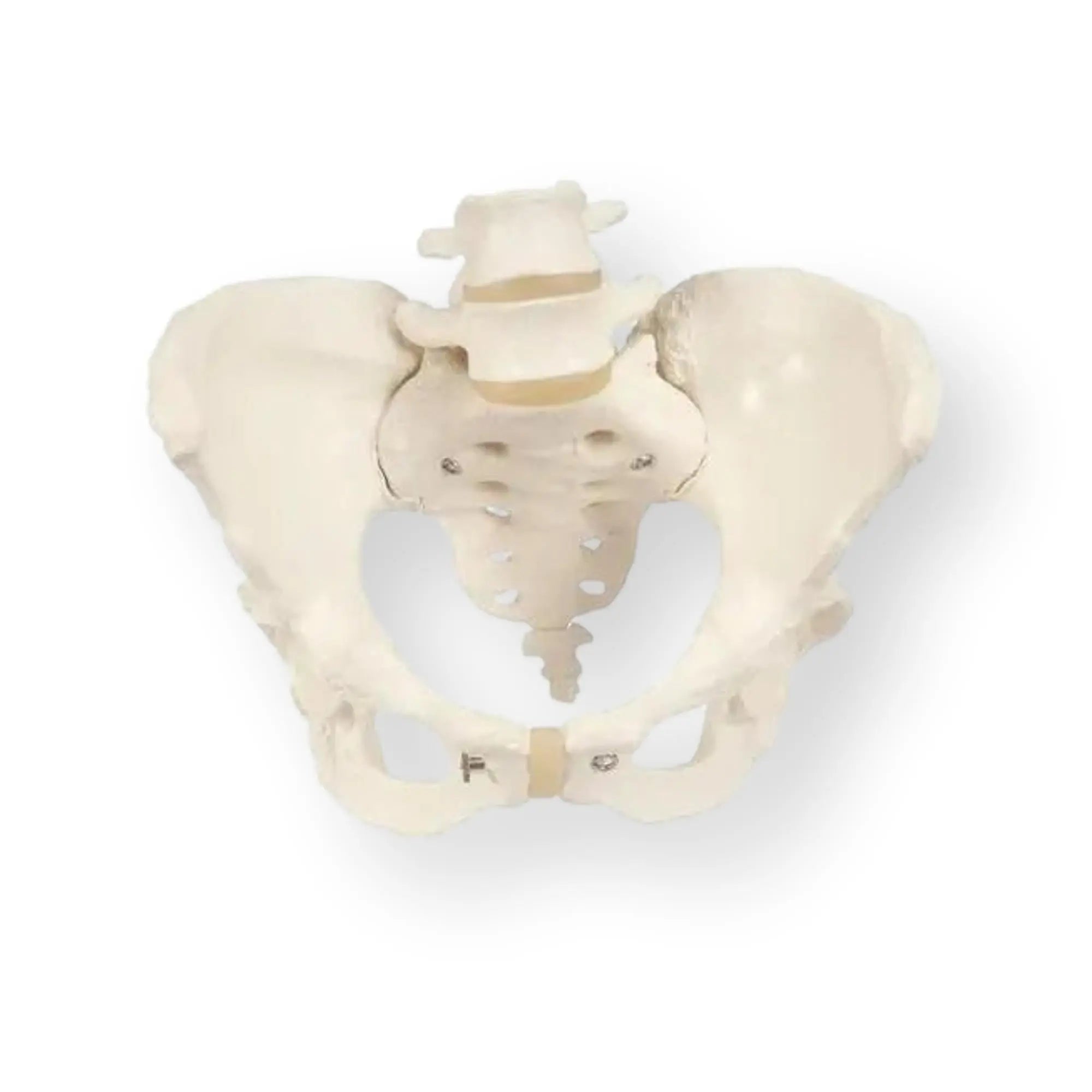 Squelette du bassin, féminin - Anatomie et pathologie - My Podologie
