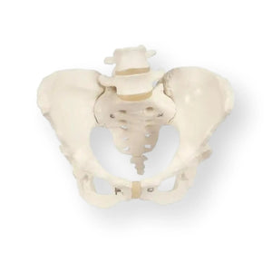 Squelette du bassin, féminin - Anatomie et pathologie - My Podologie
