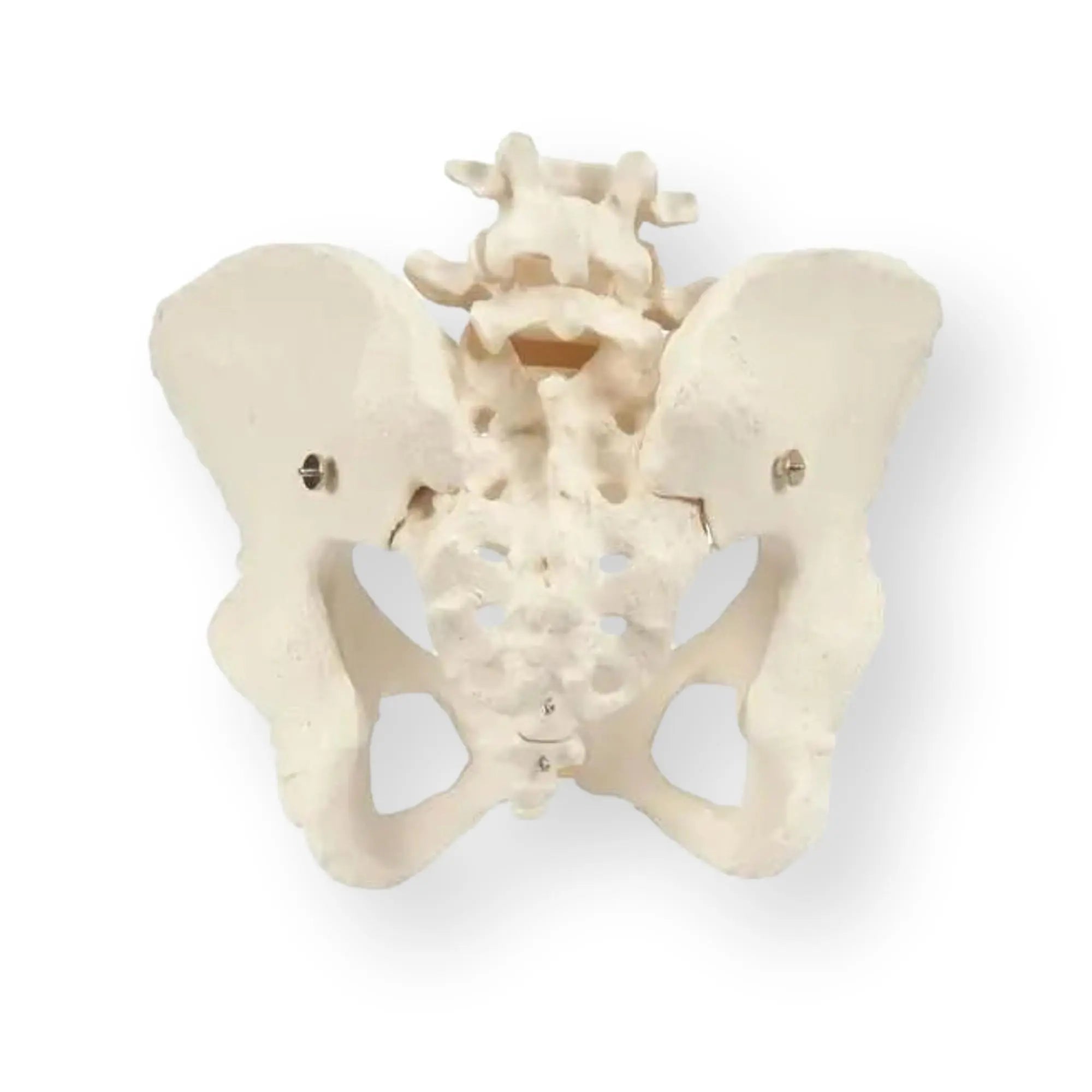 Squelette du bassin, féminin - Anatomie et pathologie - My Podologie