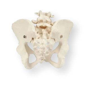 Squelette du bassin, féminin - Anatomie et pathologie - My Podologie