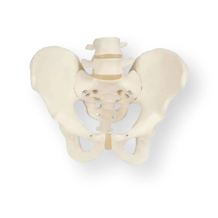 Squelette du bassin, masculin - Anatomie et pathologie - My Podologie