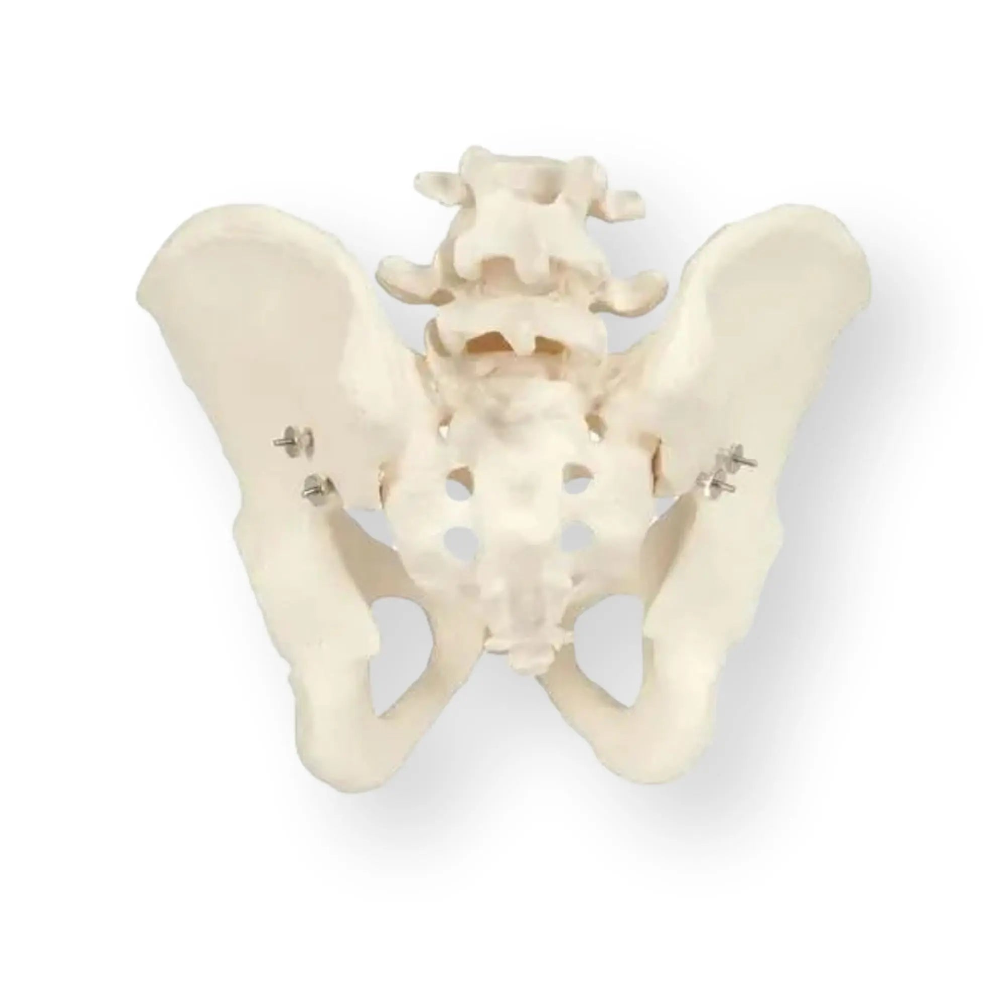 Squelette du bassin, masculin - Anatomie et pathologie - My Podologie