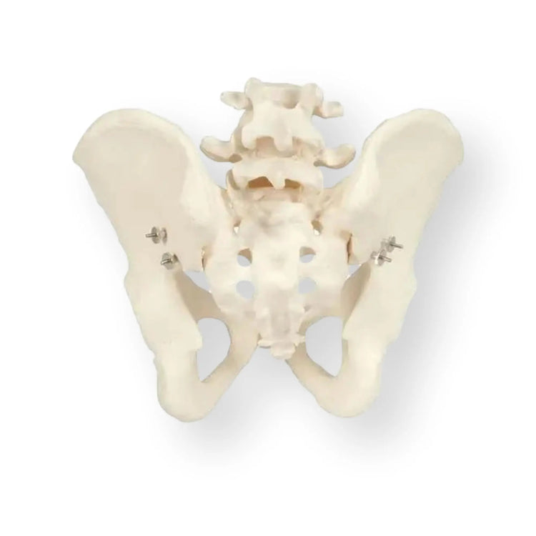 Squelette du bassin, masculin - Anatomie et pathologie - My Podologie
