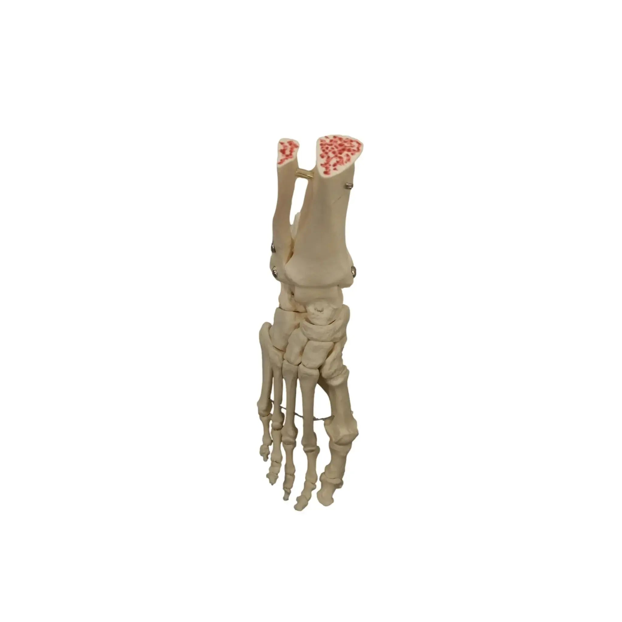 Skeleton of the articulated foot - My Podologie - My Podologie
