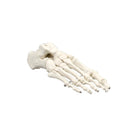 Classic foot skeleton